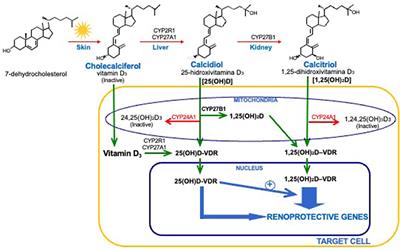 Non-classical Vitamin D Actions for Renal Protection